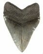 Large, Fossil Megalodon Tooth - South Carolina #51010-2